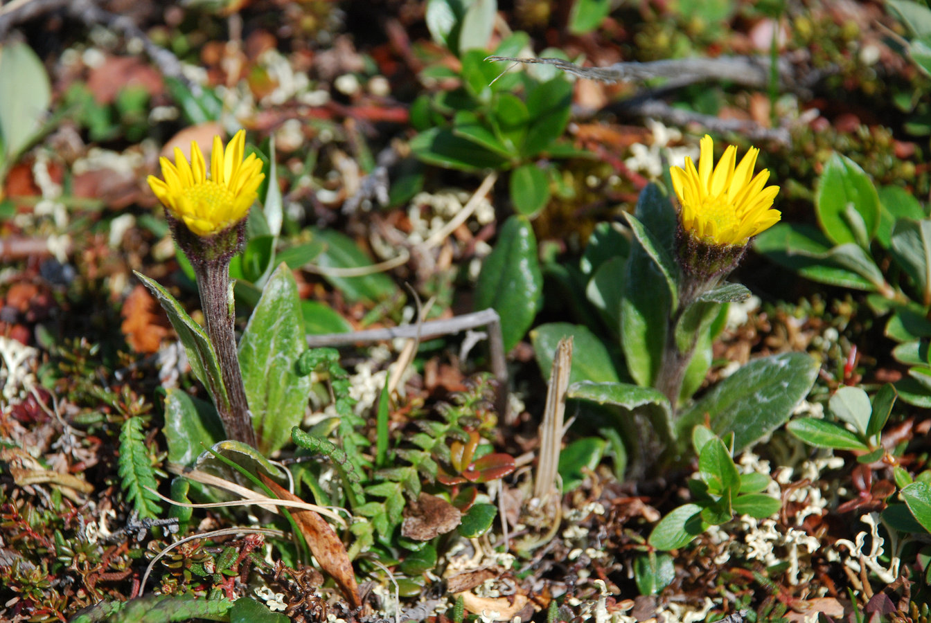 Image of Tephroseris frigida specimen.