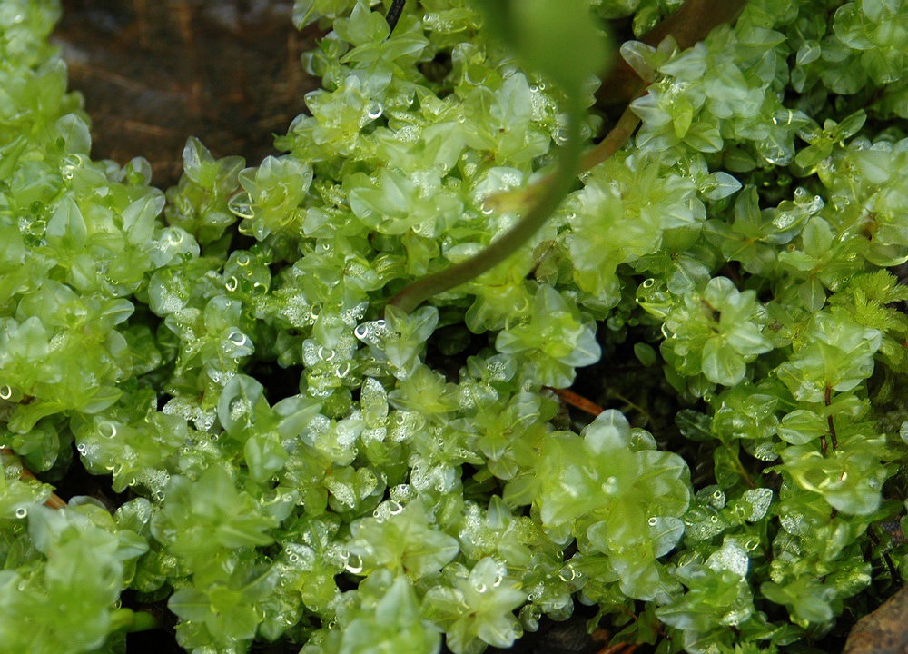 Изображение особи семейство Mniaceae.