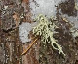Image of taxon representative. Author is Мария Жукова