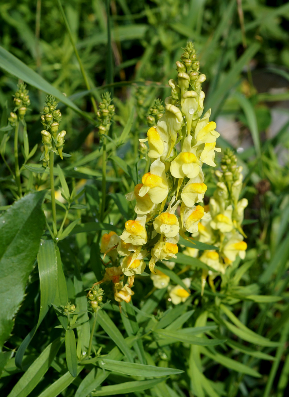 Изображение особи Linaria acutiloba.