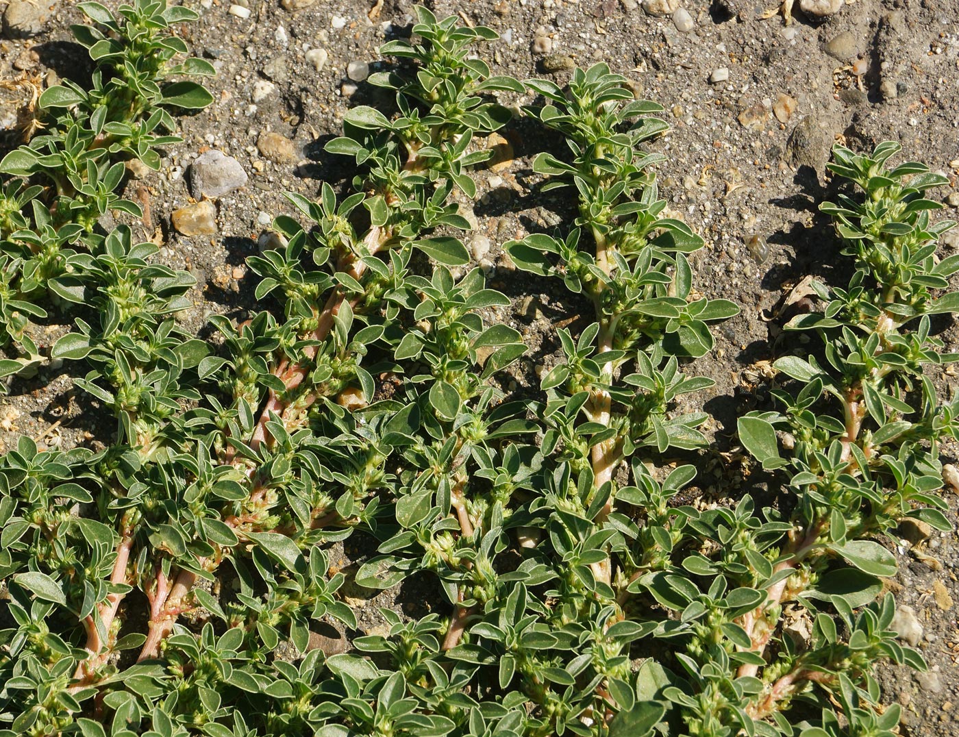 Image of Amaranthus blitoides specimen.
