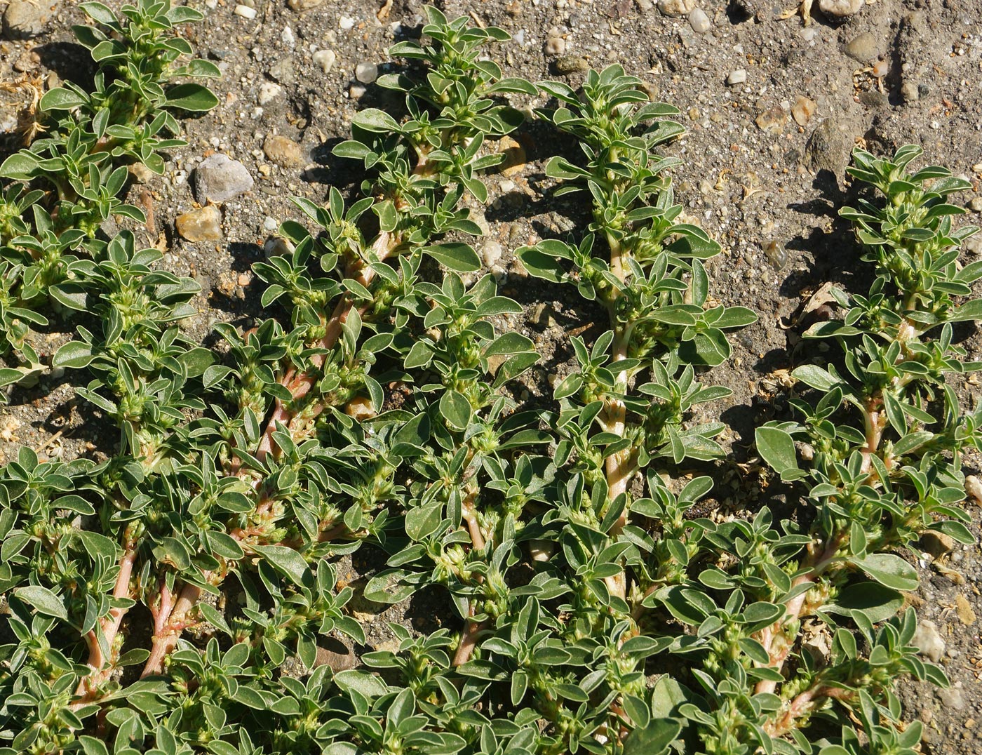 Изображение особи Amaranthus blitoides.