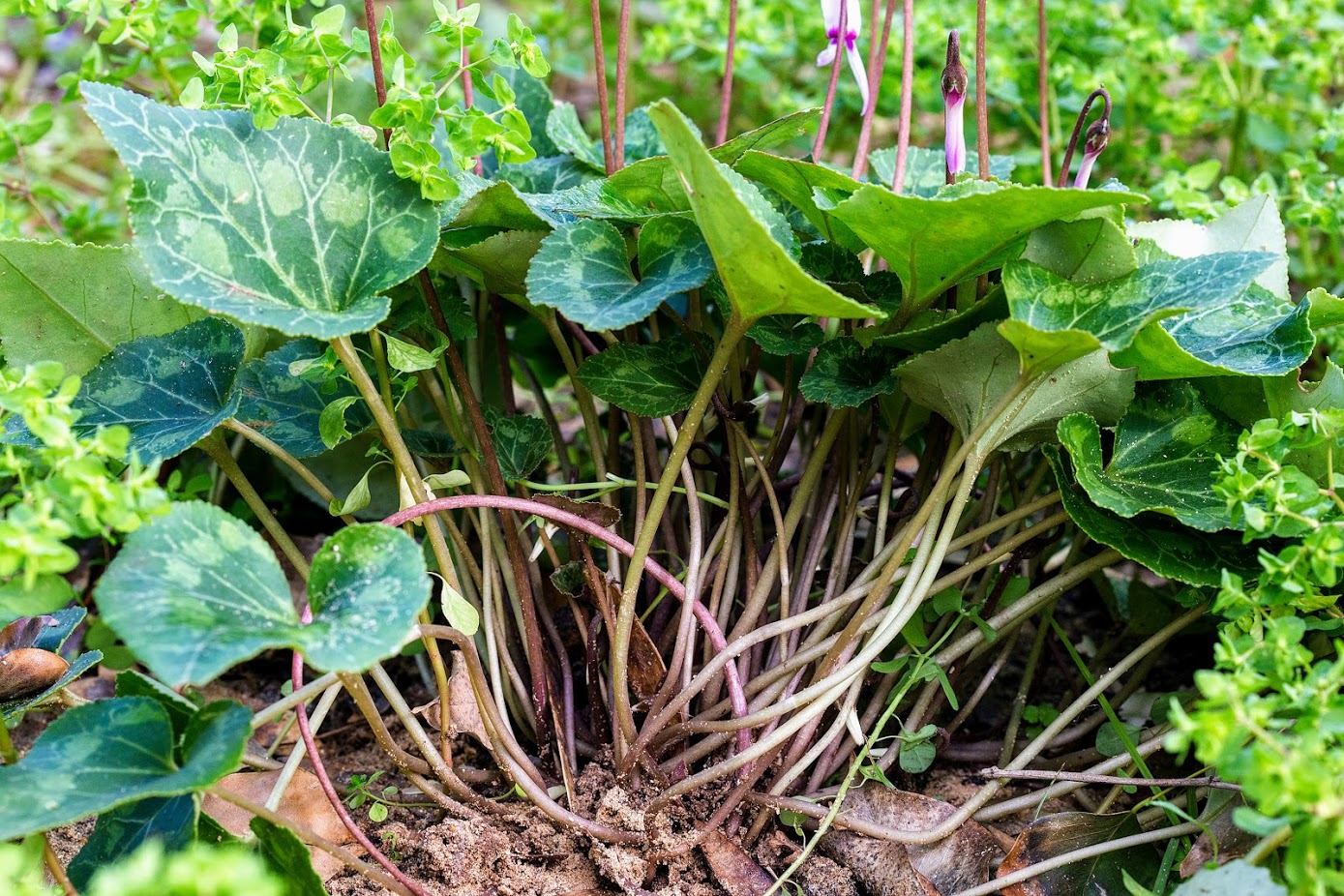 Image of Cyclamen persicum specimen.