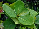 Terminalia catappa