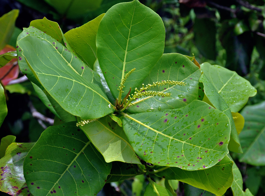 Image of Terminalia catappa specimen.