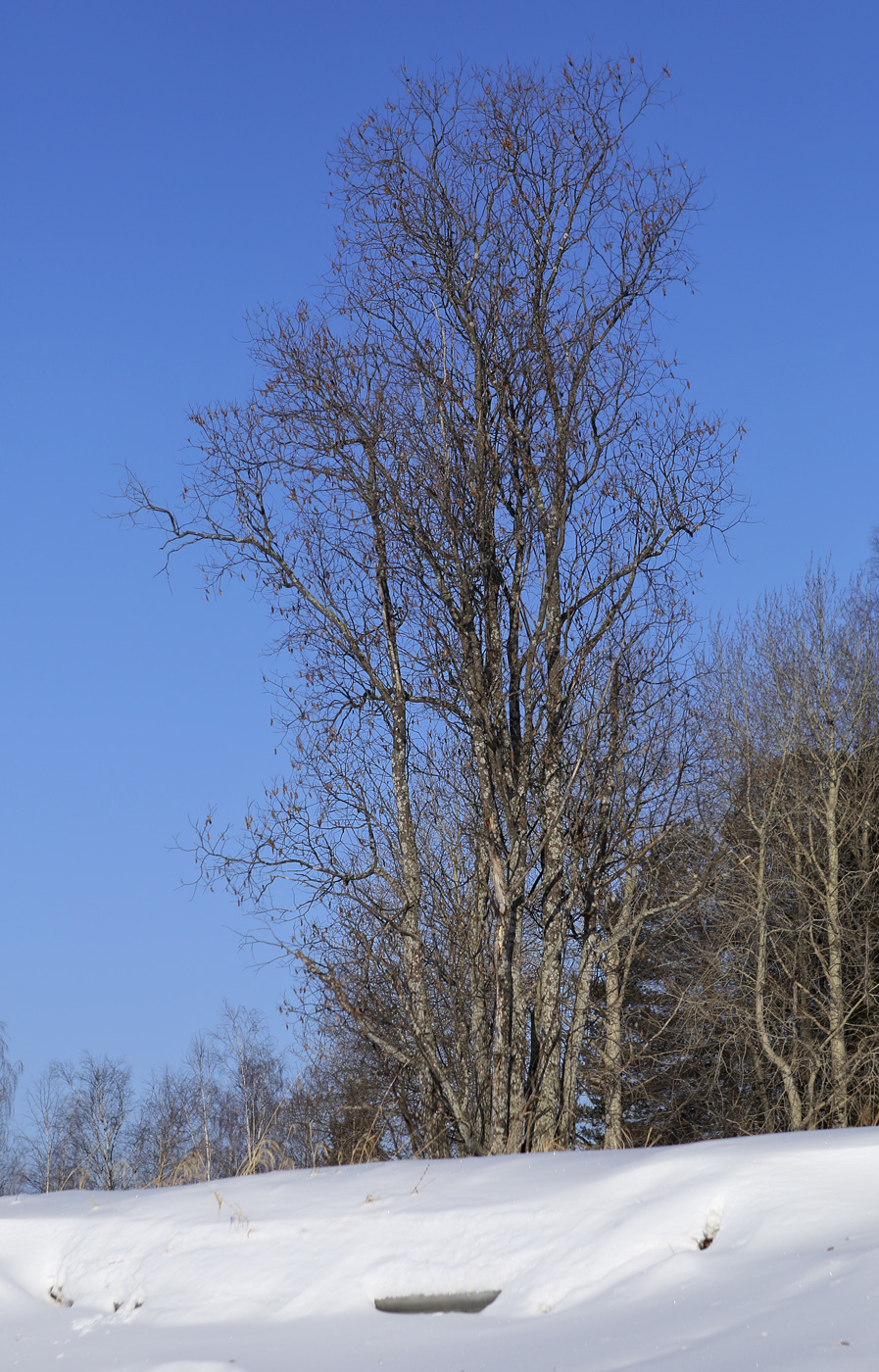 Image of Salix pentandra specimen.