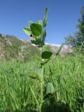 Vicia narbonensis. Верхняя часть цветущего и плодоносящего растения. Таджикистан, Гиссарский хребет, бас. р. Варзоб, ущелье р. Кондара, саванноидное сообщество. 26.04.2017.