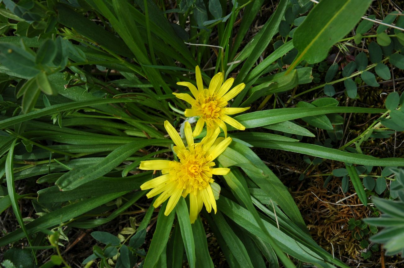 Image of Scorzonera radiata specimen.