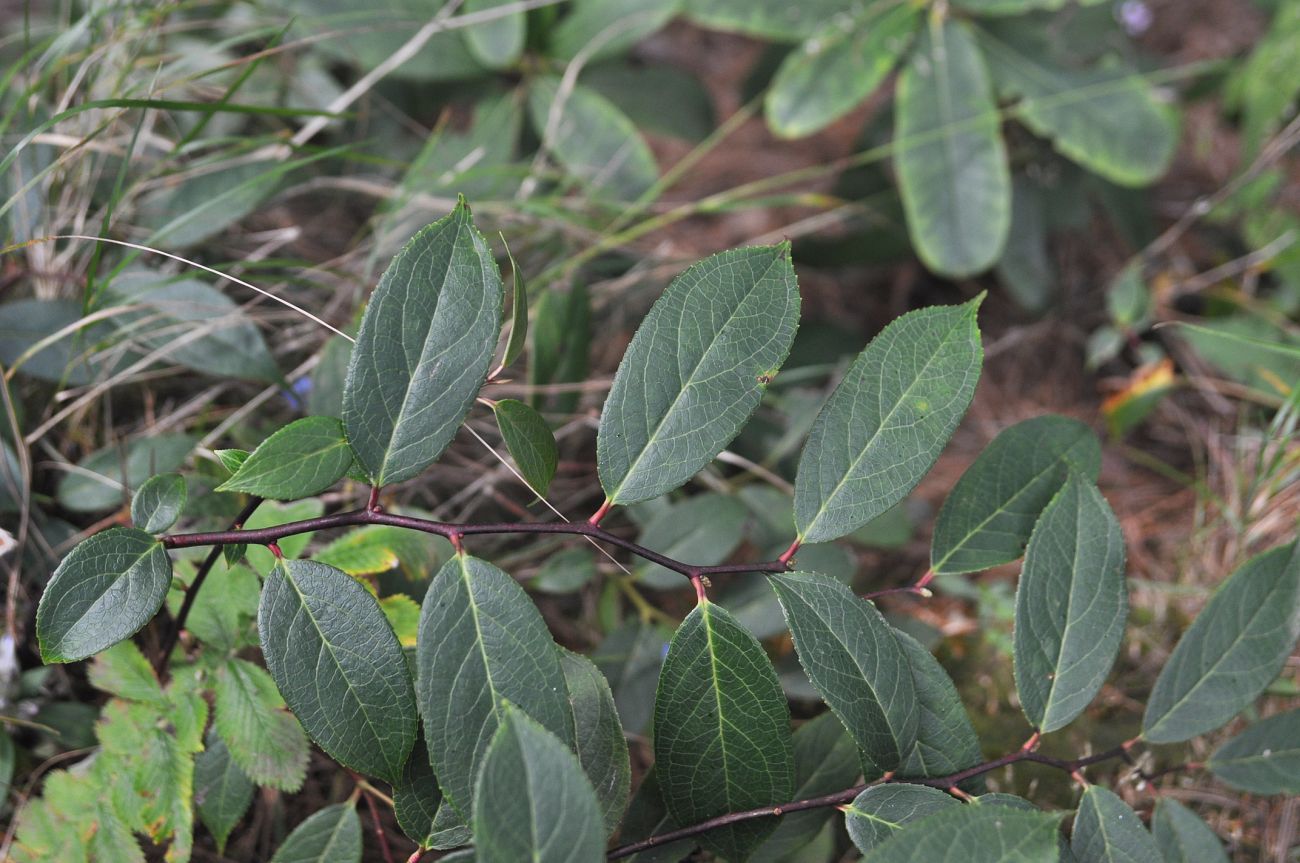 Image of genus Gaultheria specimen.