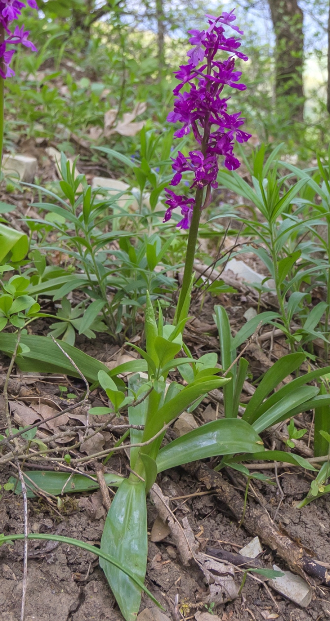 Изображение особи Orchis mascula.