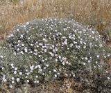 Convolvulus oleifolius