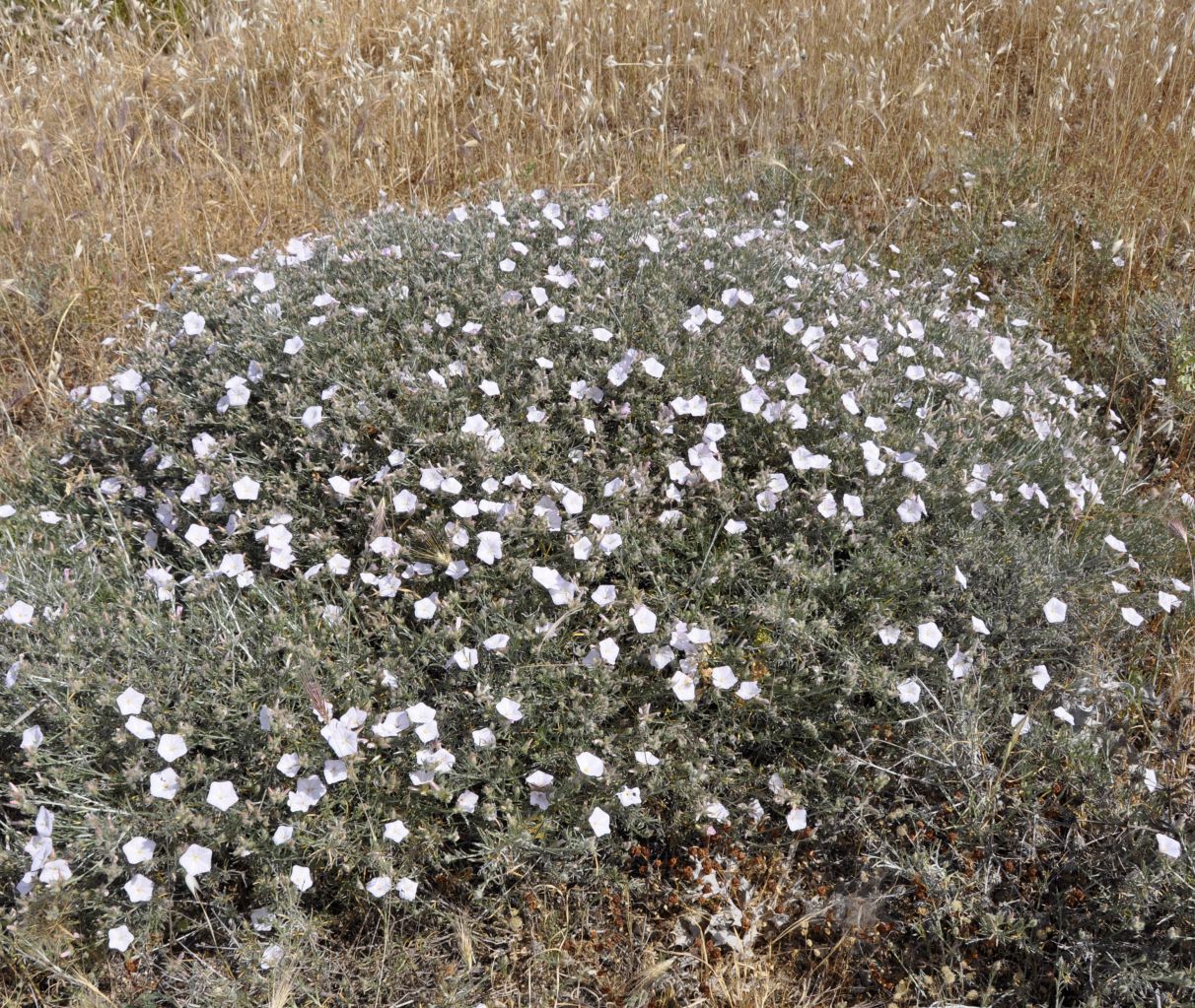 Изображение особи Convolvulus oleifolius.