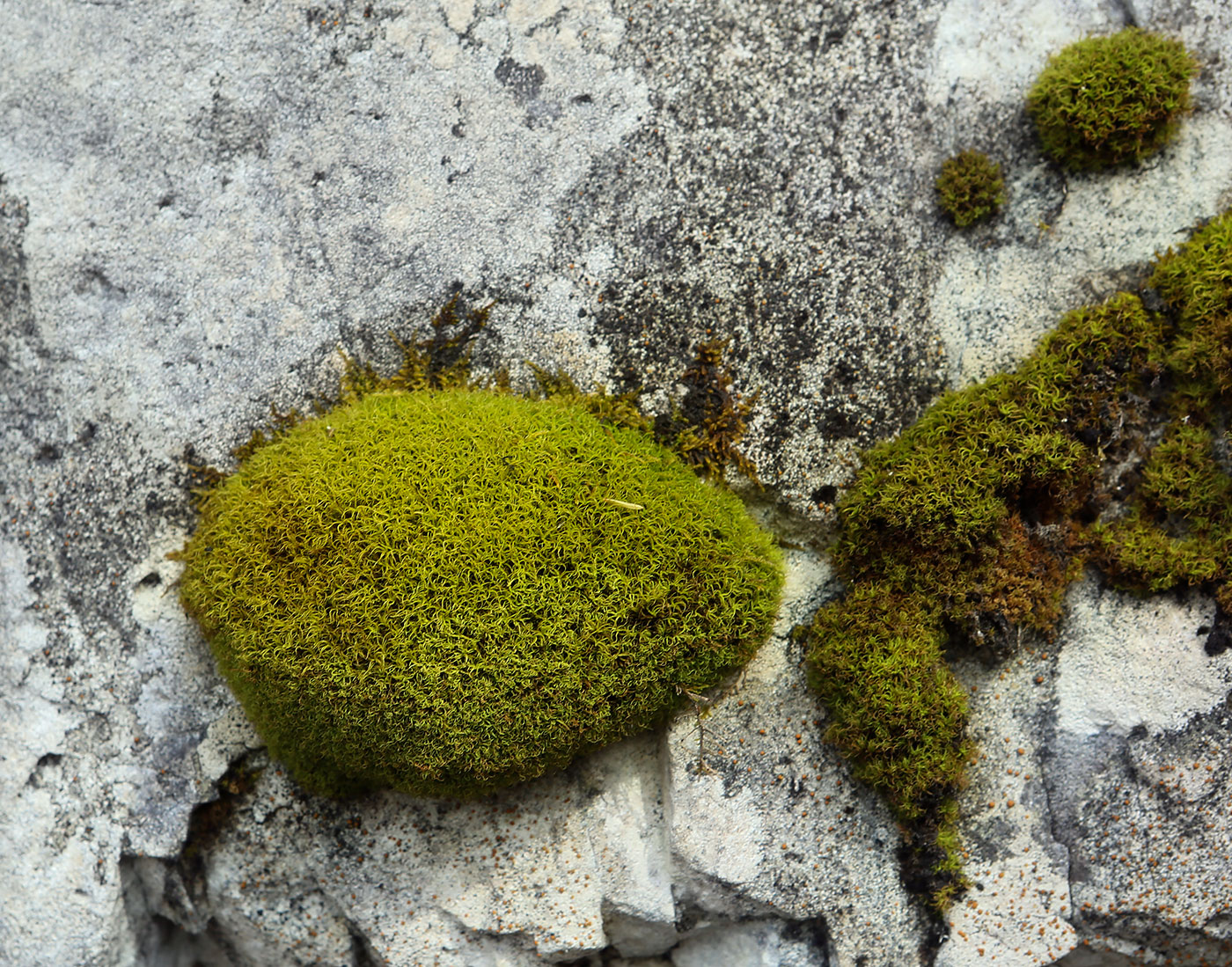 Image of class Bryopsida specimen.