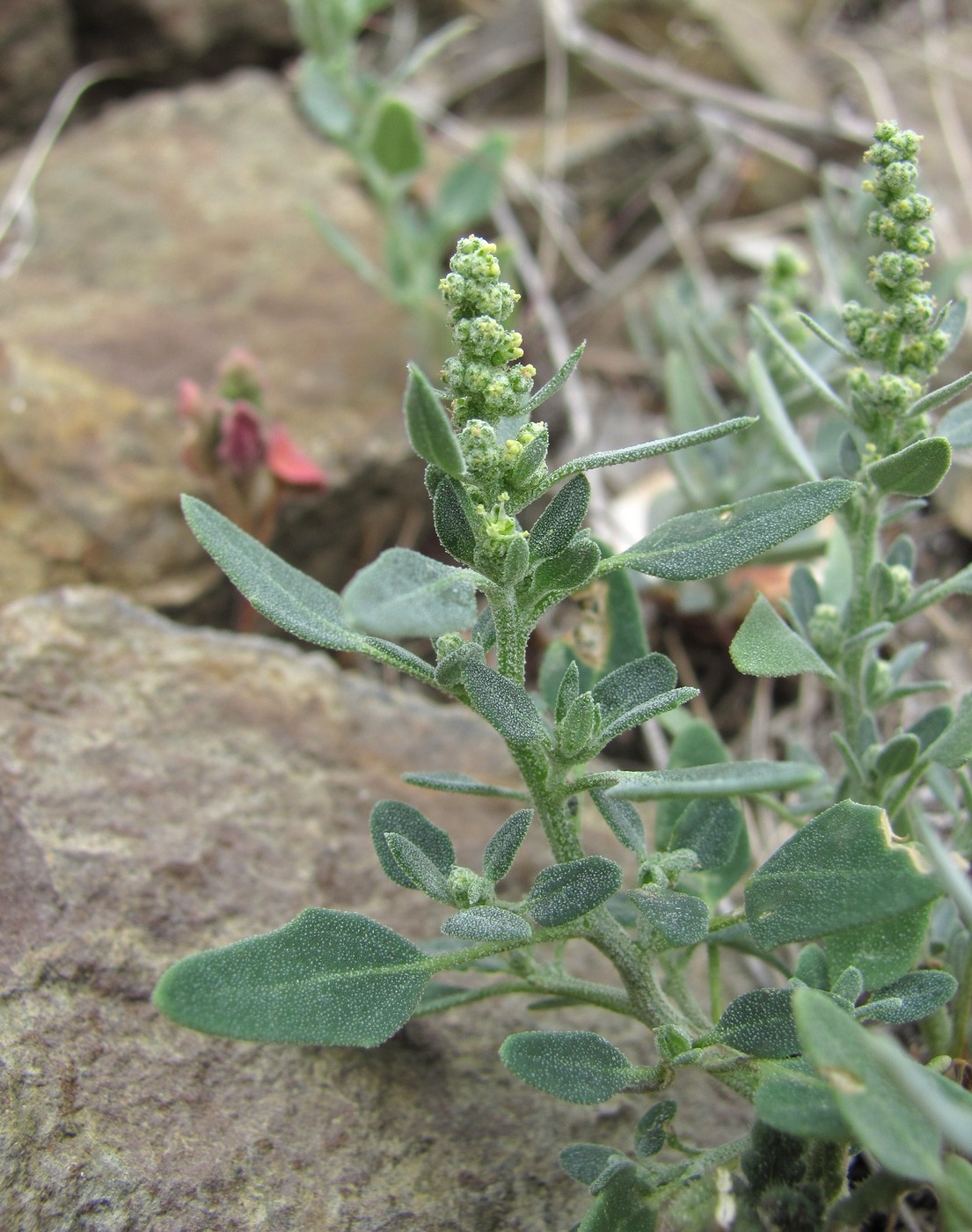 Изображение особи Chenopodium vulvaria.