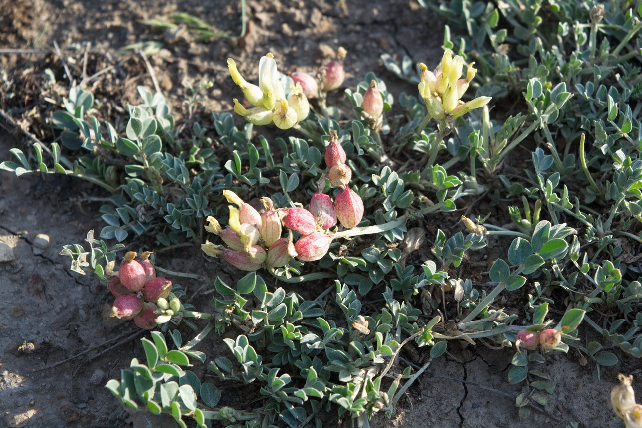 Изображение особи Astragalus calycinus.