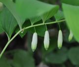 Polygonatum glaberrimum. Часть побега с цветками. Республика Адыгея, левый берег р. Белая чуть ниже устья руч. Большой Руфабго, лиственный лес. 28.04.2018.