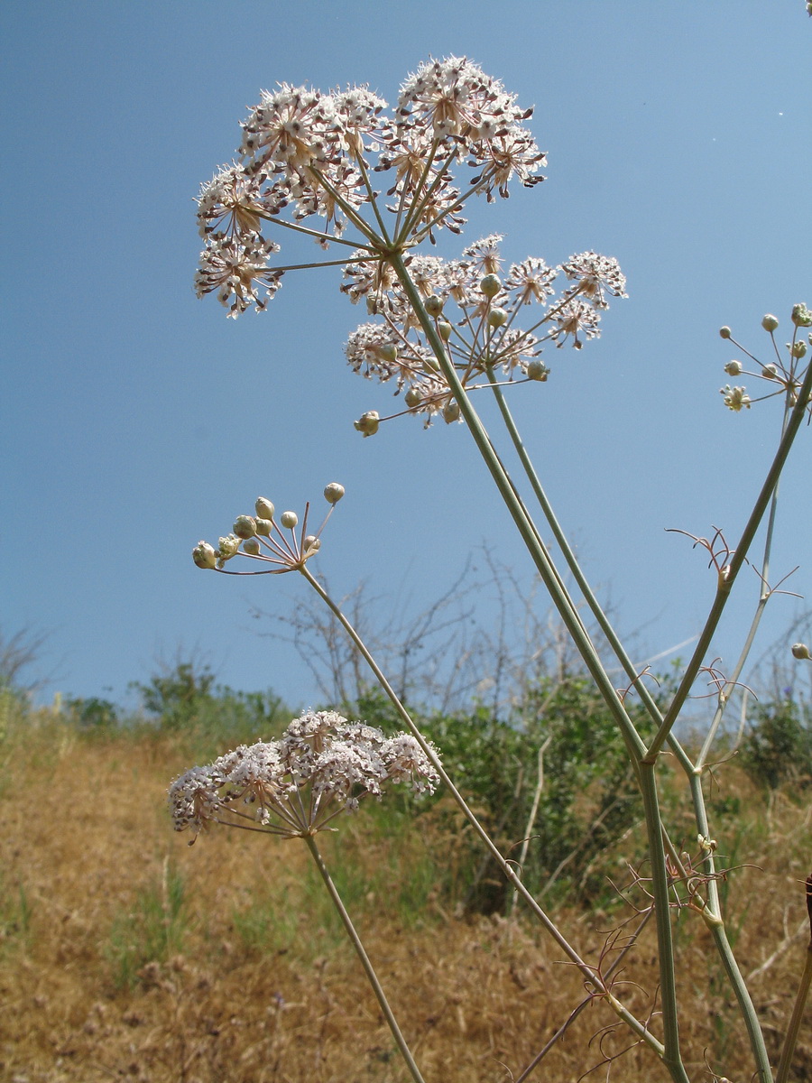 Image of Hyalolaena bupleuroides specimen.