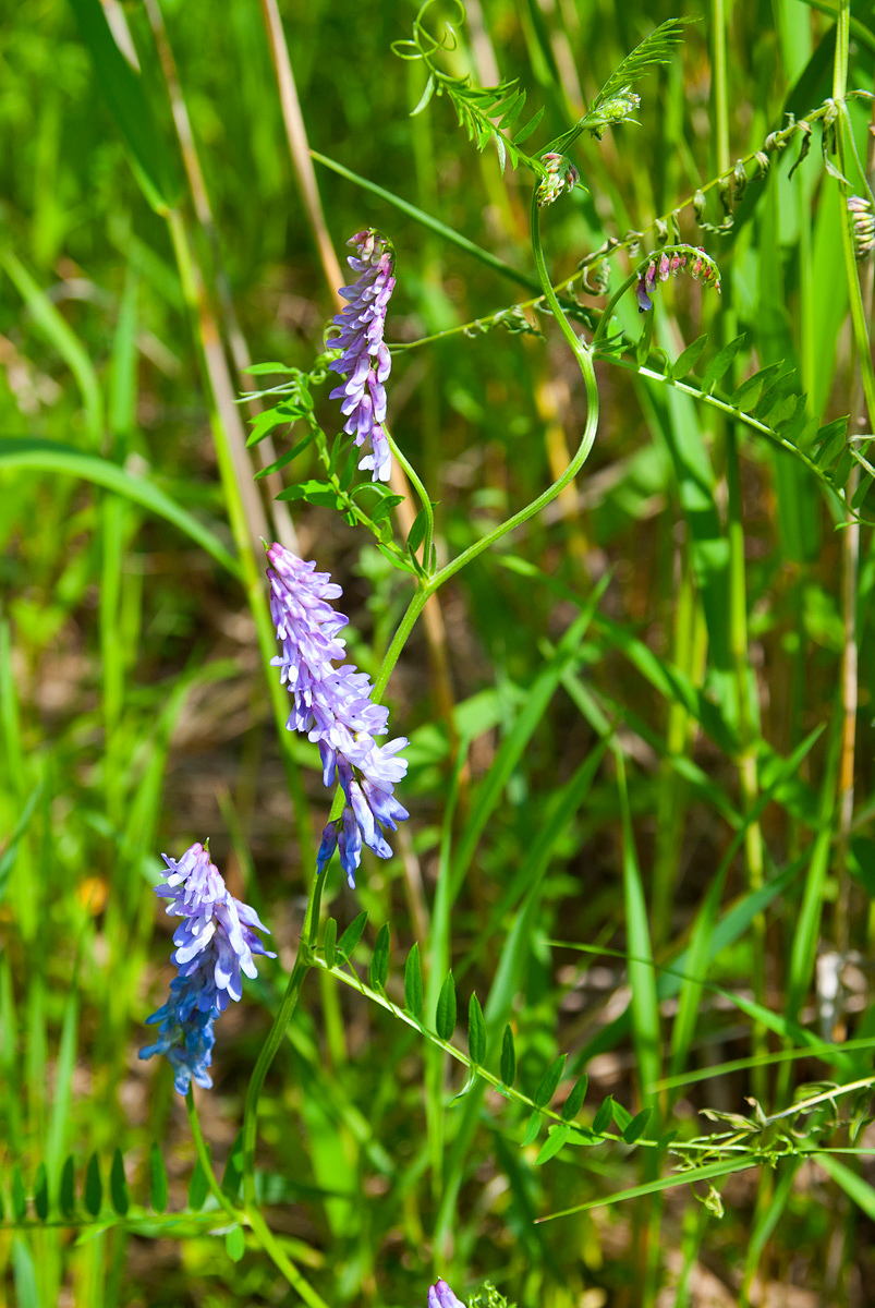 Image of Vicia cracca specimen.