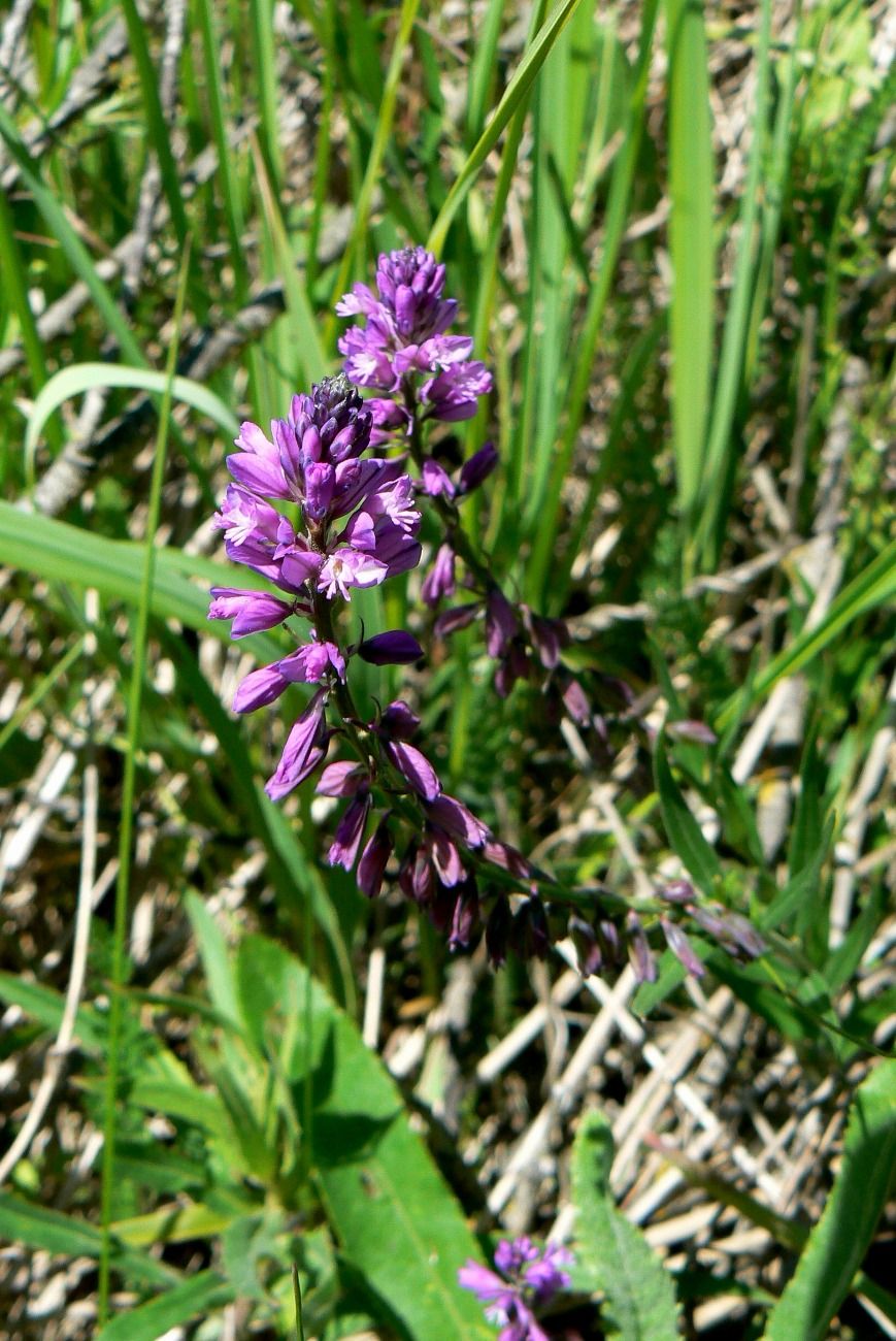 Image of Polygala comosa specimen.