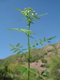 Cardamine impatiens. Верхушка цветущего растения. Казахстан, Западный Тянь-Шань, Киргизский хр., ущ. Мерке, долина правого притока Есенкул, ≈ 1500 м н.у.м., берег ручья в тугайном участке. 24 мая 2018 г.