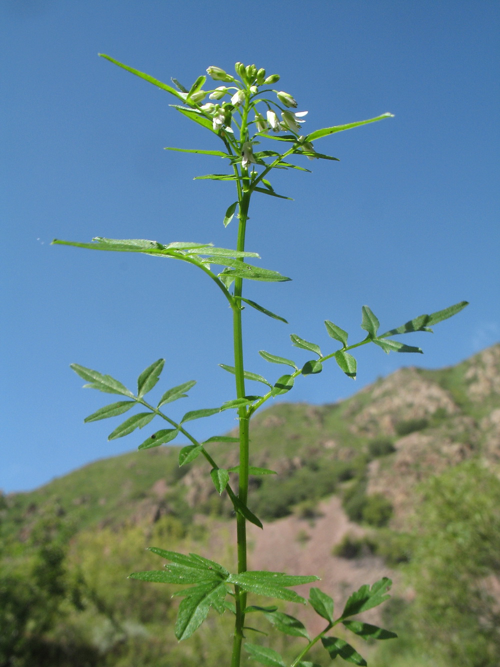 Изображение особи Cardamine impatiens.