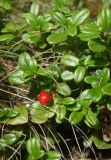 Vaccinium vitis-idaea