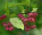 Euonymus europaeus. Верхушка веточки с листьями и созревающими плодами. Московская обл., Раменский р-н, окр. дер. Хрипань, садовый участок. 15.08.2018.