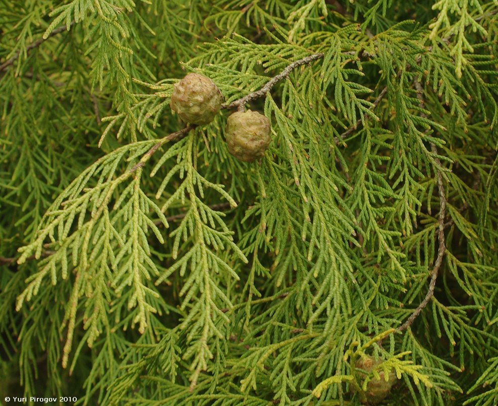 Image of Cupressus funebris specimen.