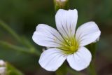 Minuartia circassica