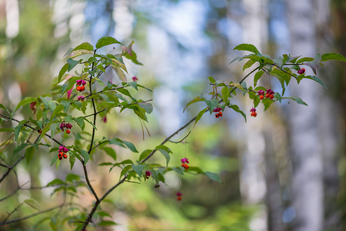 Изображение особи Euonymus verrucosus.