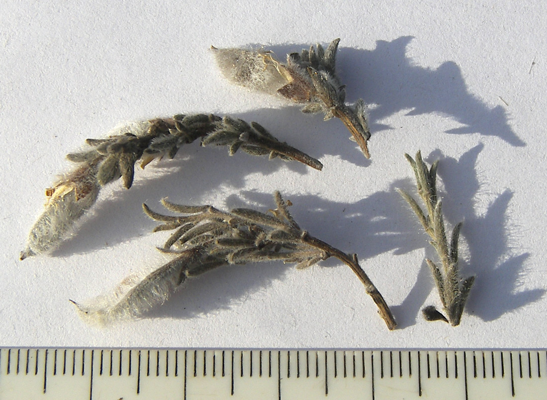 Image of Genista millii specimen.