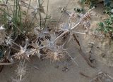 Eryngium maritimum