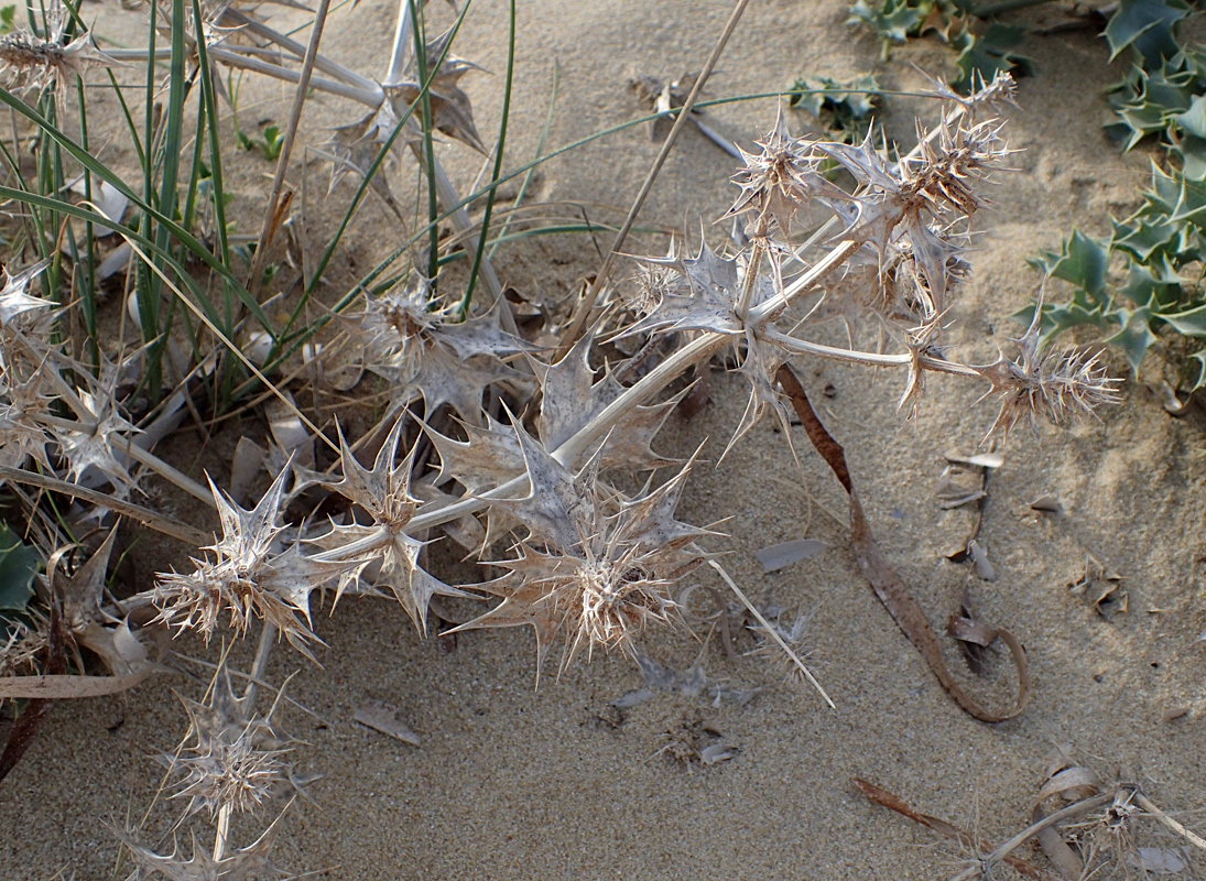 Изображение особи Eryngium maritimum.