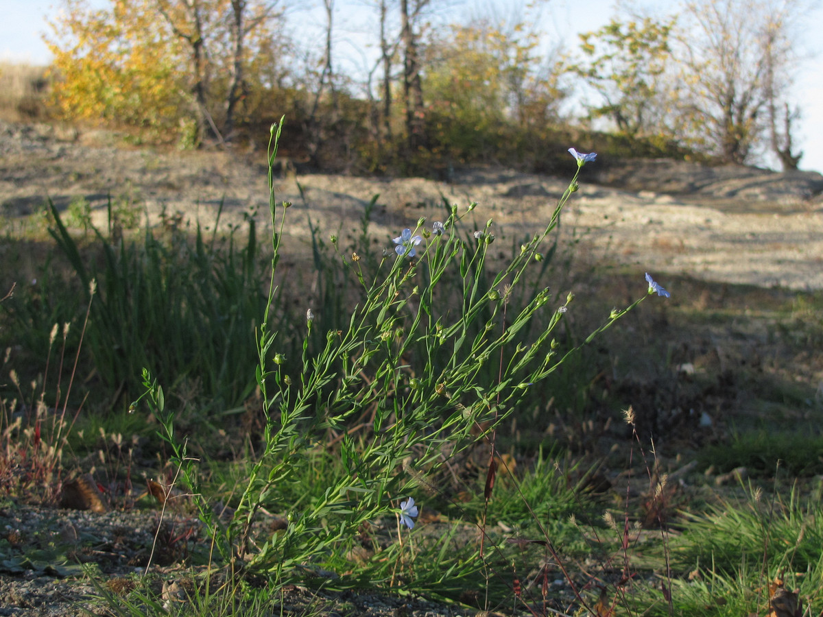 Image of Linum usitatissimum specimen.