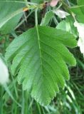 Sorbus intermedia. Лист (верхняя поверхность). Крым, Симферополь, ботсад университета. 13 мая 2010 г.