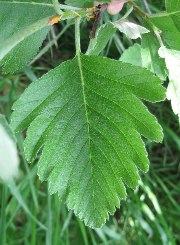 Изображение особи Sorbus intermedia.