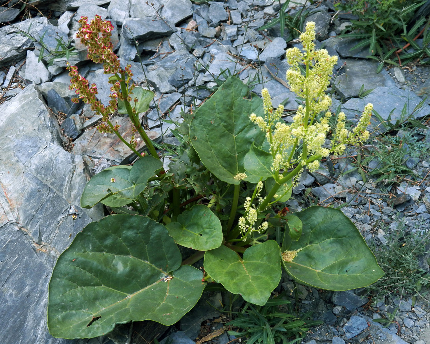 Image of Rheum lucidum specimen.