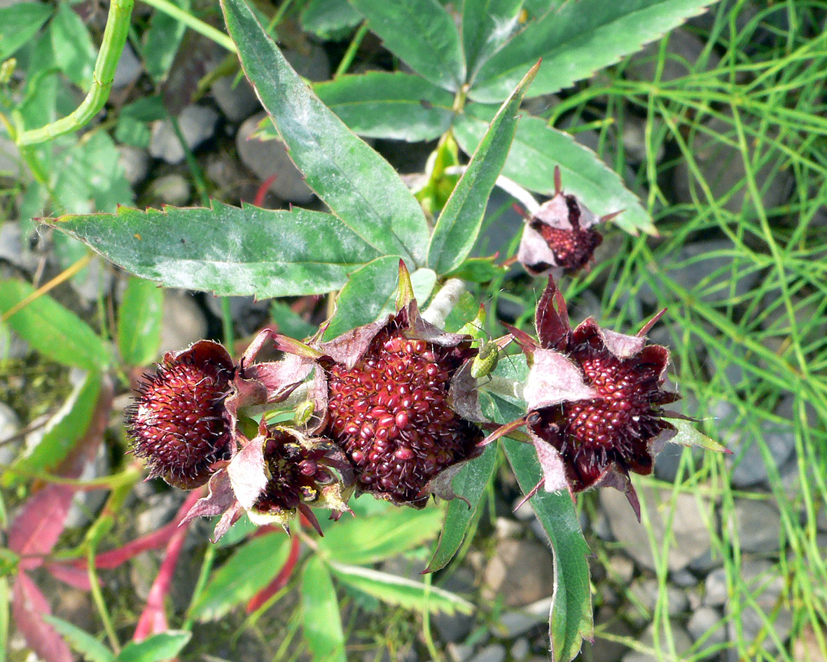 Image of Comarum palustre specimen.