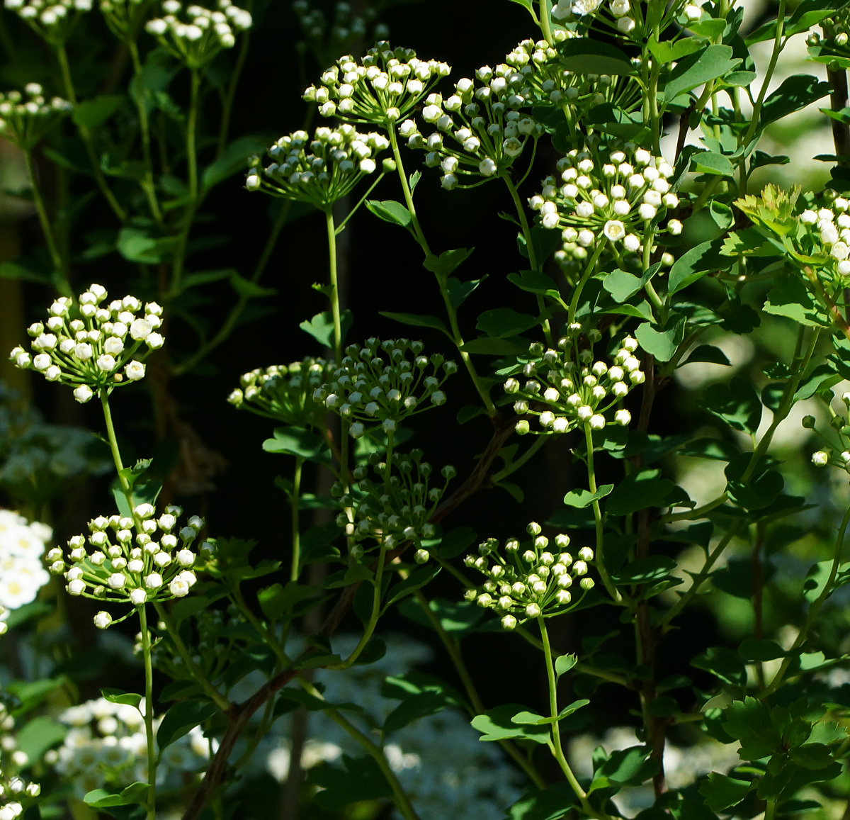 Изображение особи Spiraea trilobata.