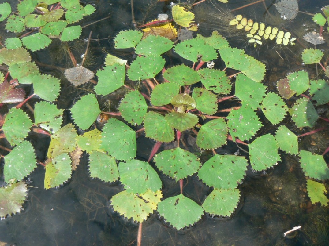 Image of Trapa japonica specimen.