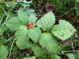 Rubus saxatilis. Плодоносящее растение. Свердловская обл., г. Екатеринбург, окр. пос. Шабровский, берёзовый лес. 20.08.2018.