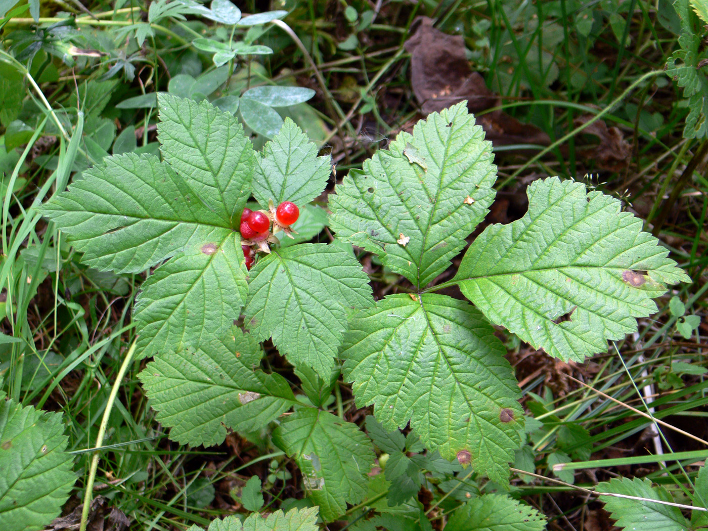 Image of Rubus saxatilis individual.