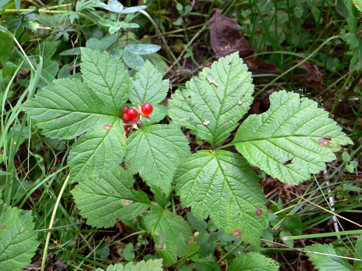 Image of Rubus saxatilis specimen.