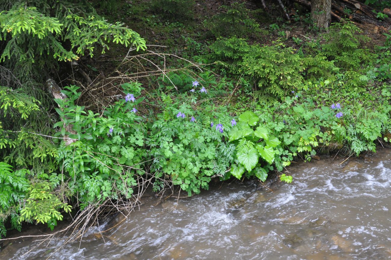 Image of Aquilegia olympica specimen.