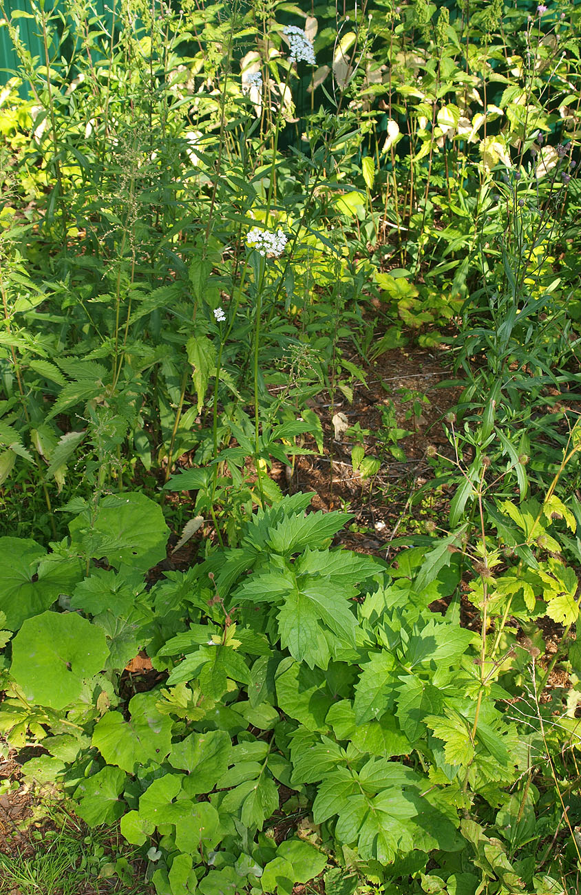 Изображение особи род Valeriana.