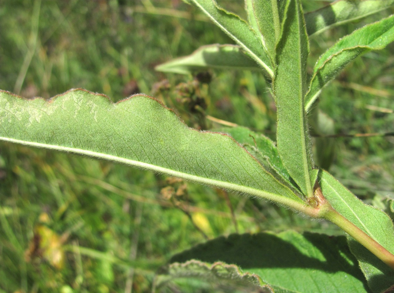 Изображение особи Aconogonon panjutinii.