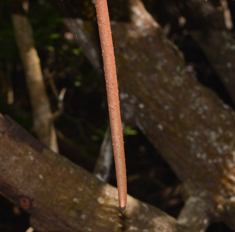 Image of Bruguiera gymnorhiza specimen.
