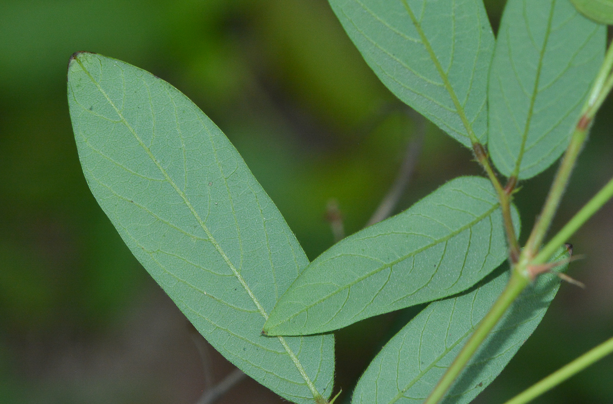 Image of Desmodium adscendens specimen.