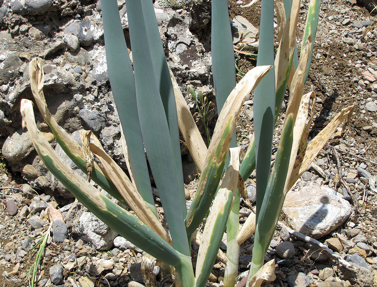 Image of Allium pskemense specimen.