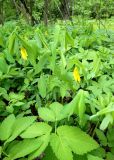 Uvularia grandiflora